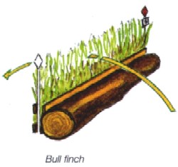 bull finch