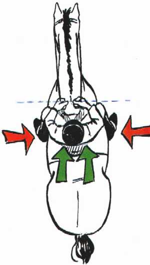 comment tendre son cheval !